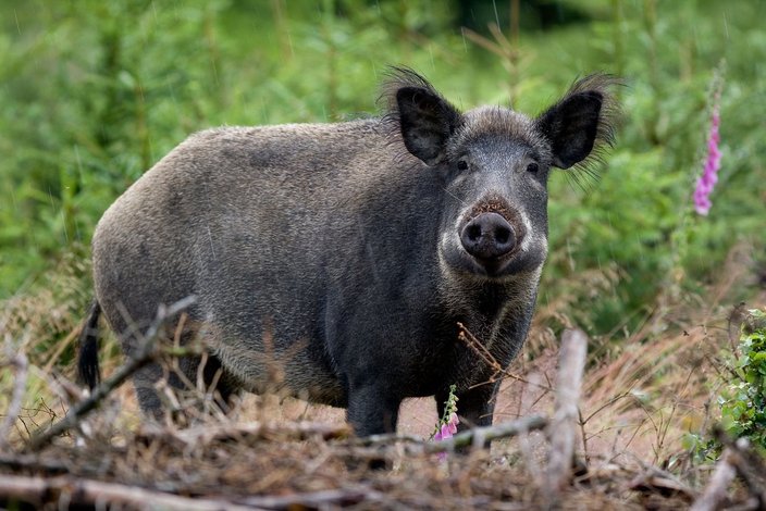 Marek_Schwarzwild_Wildschwein